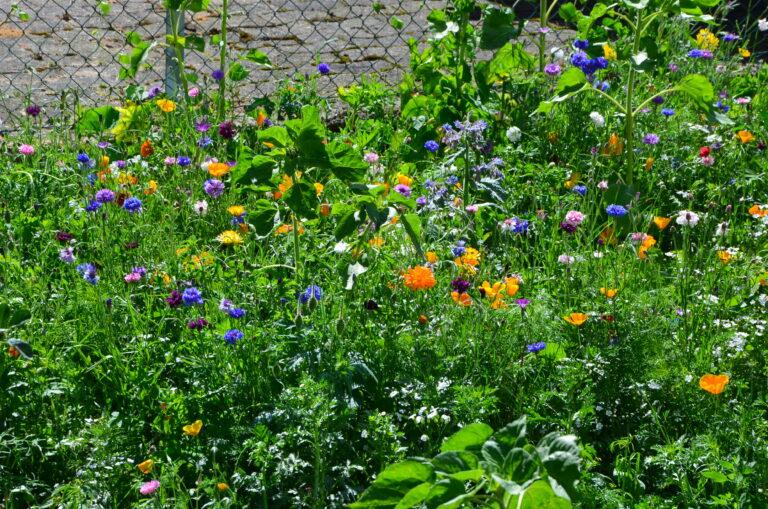 All in-Aussaat in einem kleinen Garten