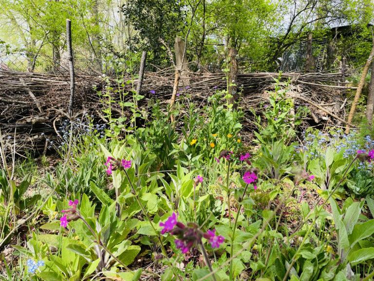 Ausschnitt aus Sonjas naturnahem wilden Garten