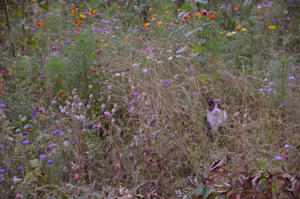 Blick in eine Blühwiese mit vielen einjährigen Blüten und Kater.