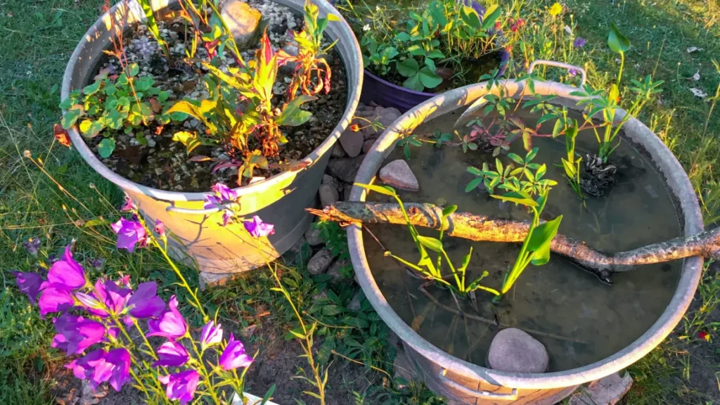 Drei mit Kies und Wasser gefüllte und bepflanzte Zinkwannen bilden ein kleines Wasser-Habitat im Garten.