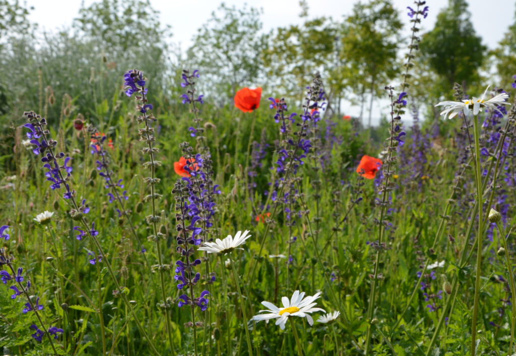 Eine naturnahe Blühfläche, genauer gesagt eine Blumenwiesenmischung mit Margeriten, Mohn, Wiesensalbei und Gräsern.