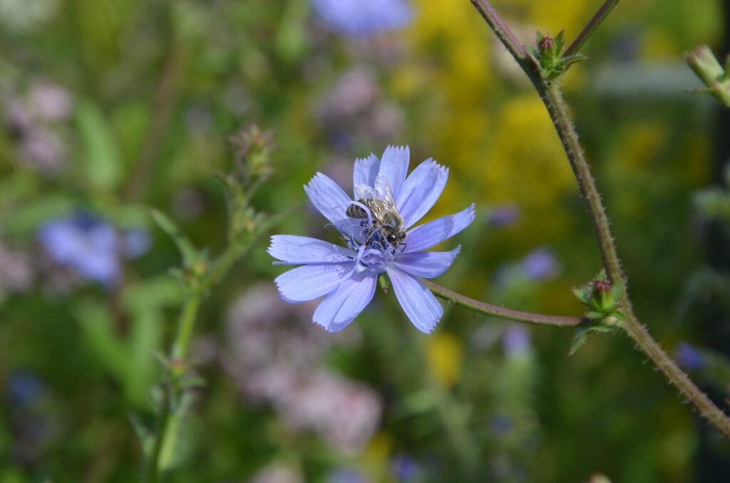 Ein Bild mit einer Wegwarten-Blüte und einer Biene darauf als Beispiel für eine heimische Pflanze