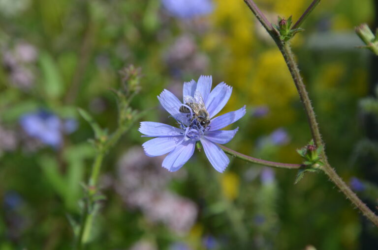 Ein Bild mit einer Wegwarten-Blüte und einer Biene darauf als Beispiel für eine heimische Pflanze