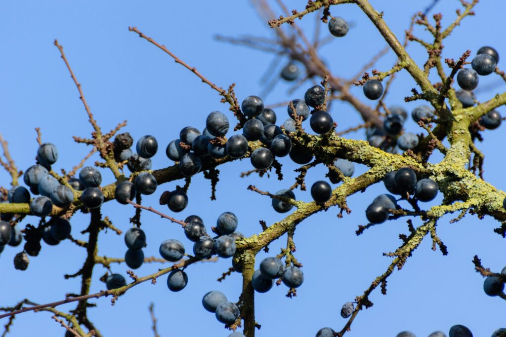 Nahaufnahme eines Schlehenzweiges mit Früchten