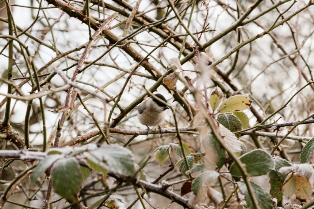 Eine Meise in einer dichten Hecke