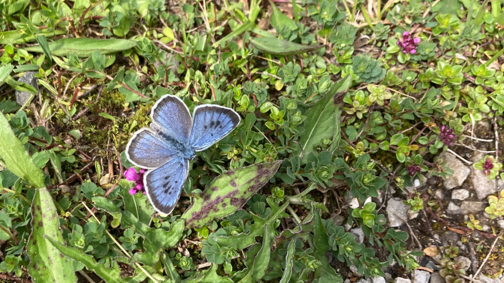 Ein Bläuling auf einer Wiese