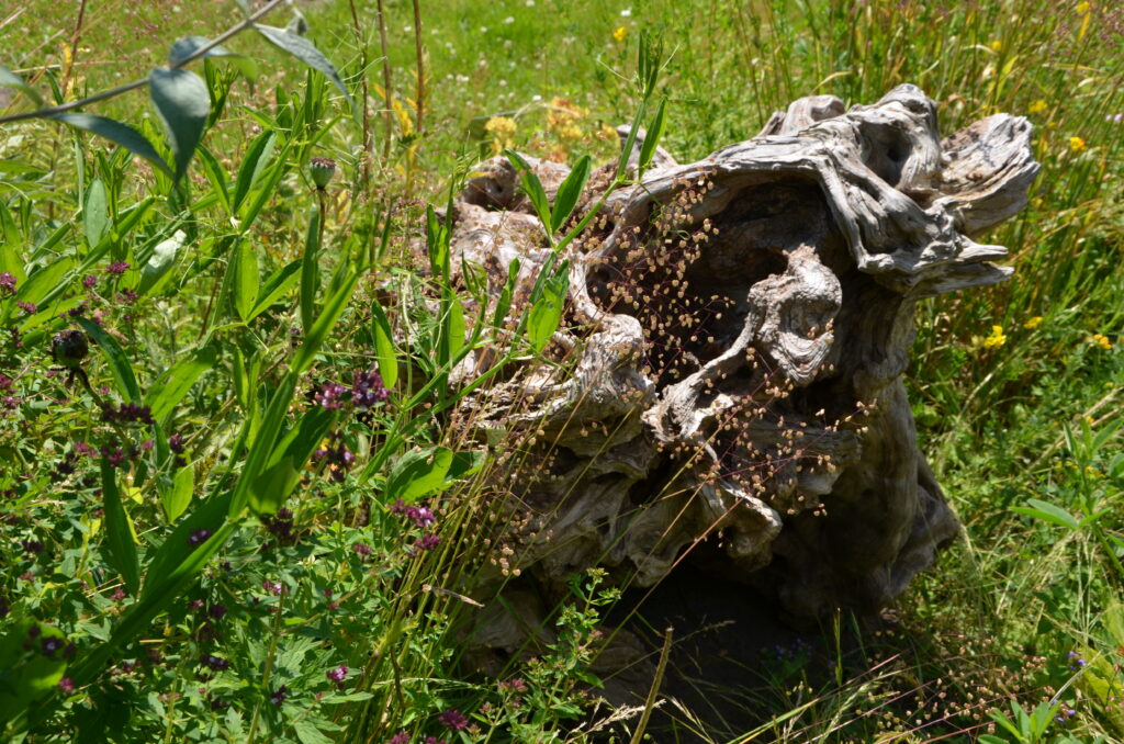 Ein Stück Stammholz liegt auf einer Wiese