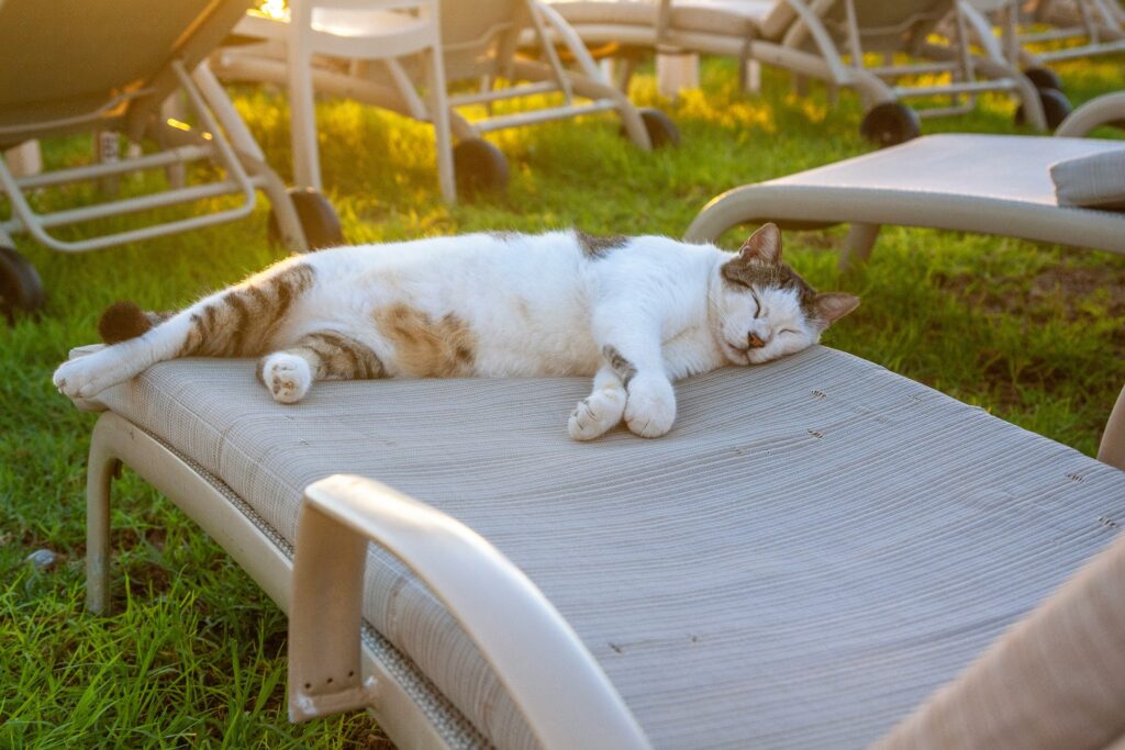 Eine Katze schläft entspannt auf einer Gartenliege