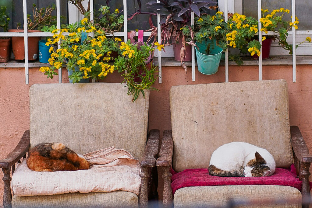 Zwei Katzen liegen schlafend auf zwei Sesseln vor einer Hausfassade