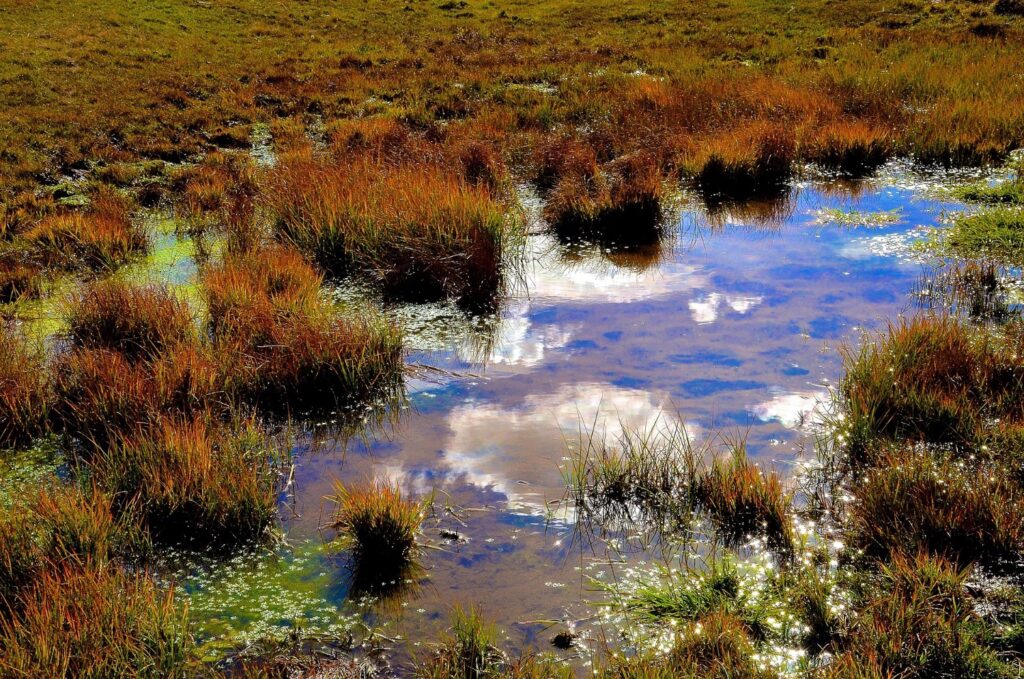 Eine flache Mulde in der Natur, in der Wasser steht und langsam versickert