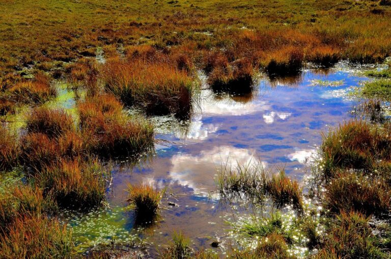 Eine flache Mulde in der Natur, in der Wasser steht und langsam versickert