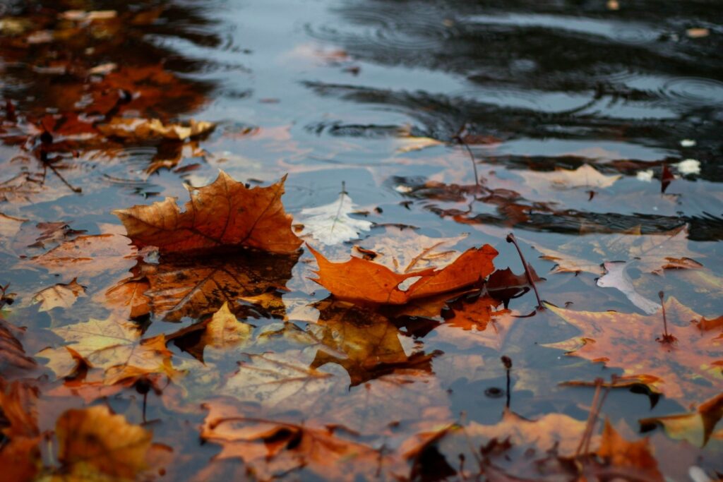 Herbstlaub liegt am Boden in einer Pfütze