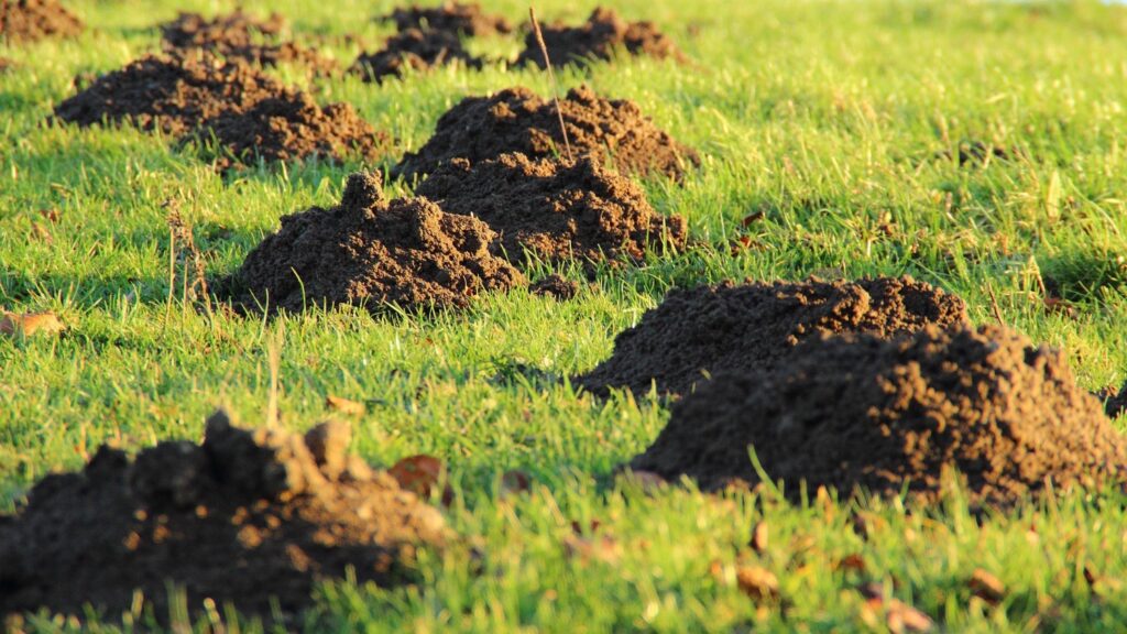Blick über eine Wiese mit mehreren Maulwurfshügeln: Bodenqualität!