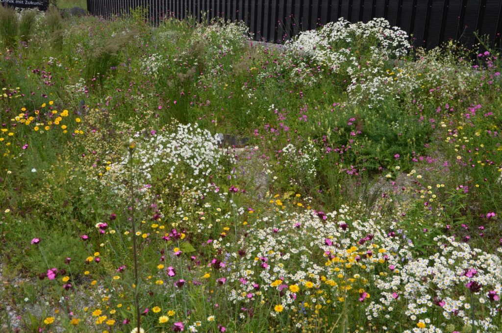 Wilde Blumen in einer Versickerungsmulde
