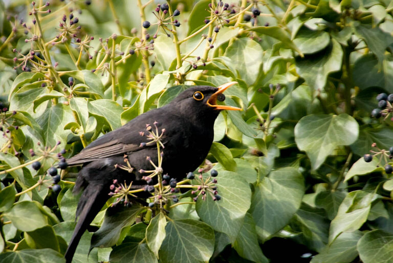 Eine Amsel, die Beeren im Efeu frisst