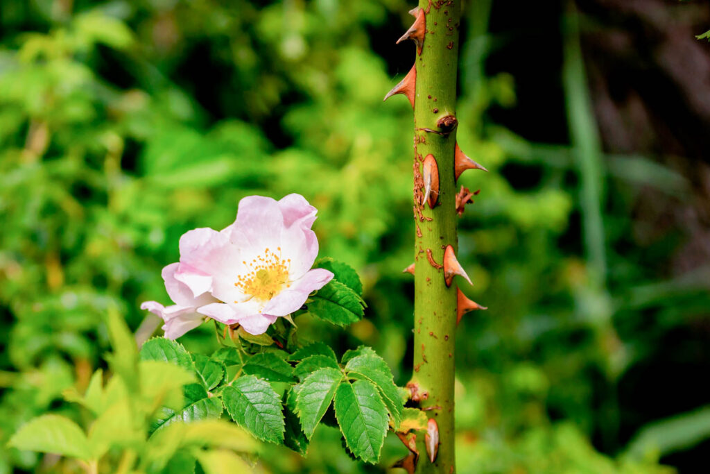 Detail einer Wildrose und einem stachligen Ast