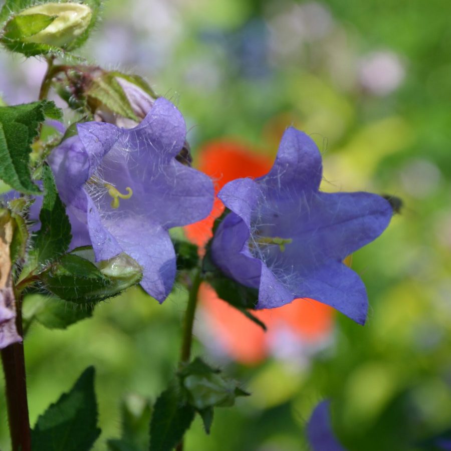 Sonja_Stadje_Gartenberatung