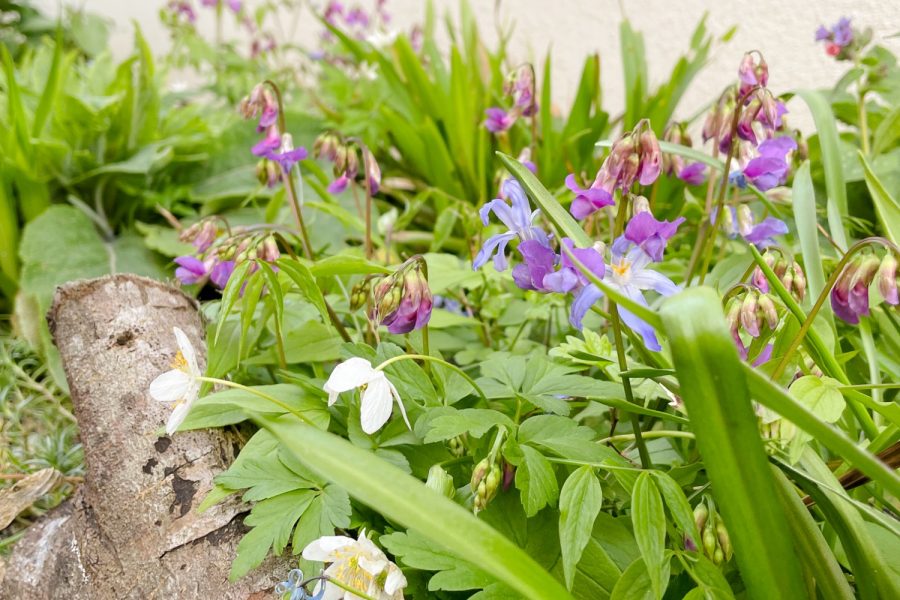 Nahaufnahme einer schattigen Fläche mit Blumen
