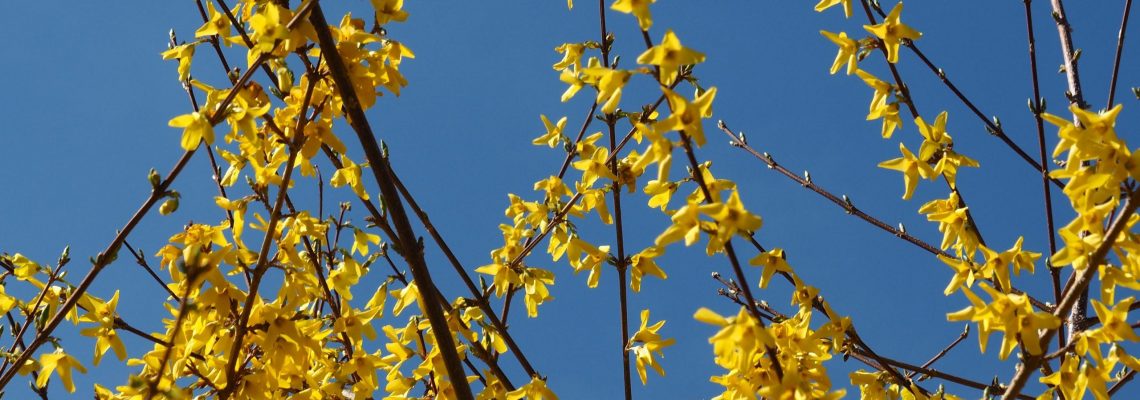 Blühende Forsythie gegen den Himmel